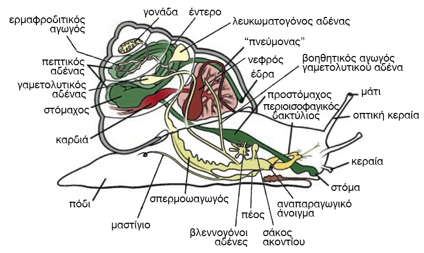 υπόψη εκτός των μορφολογικών και μοριακά δεδομένα, και δεν αναγνωρίζει τις ταξινομικές κατηγορίες μεταξύ της κλάσης και της υπεροικογένειας (Bouchet et al.