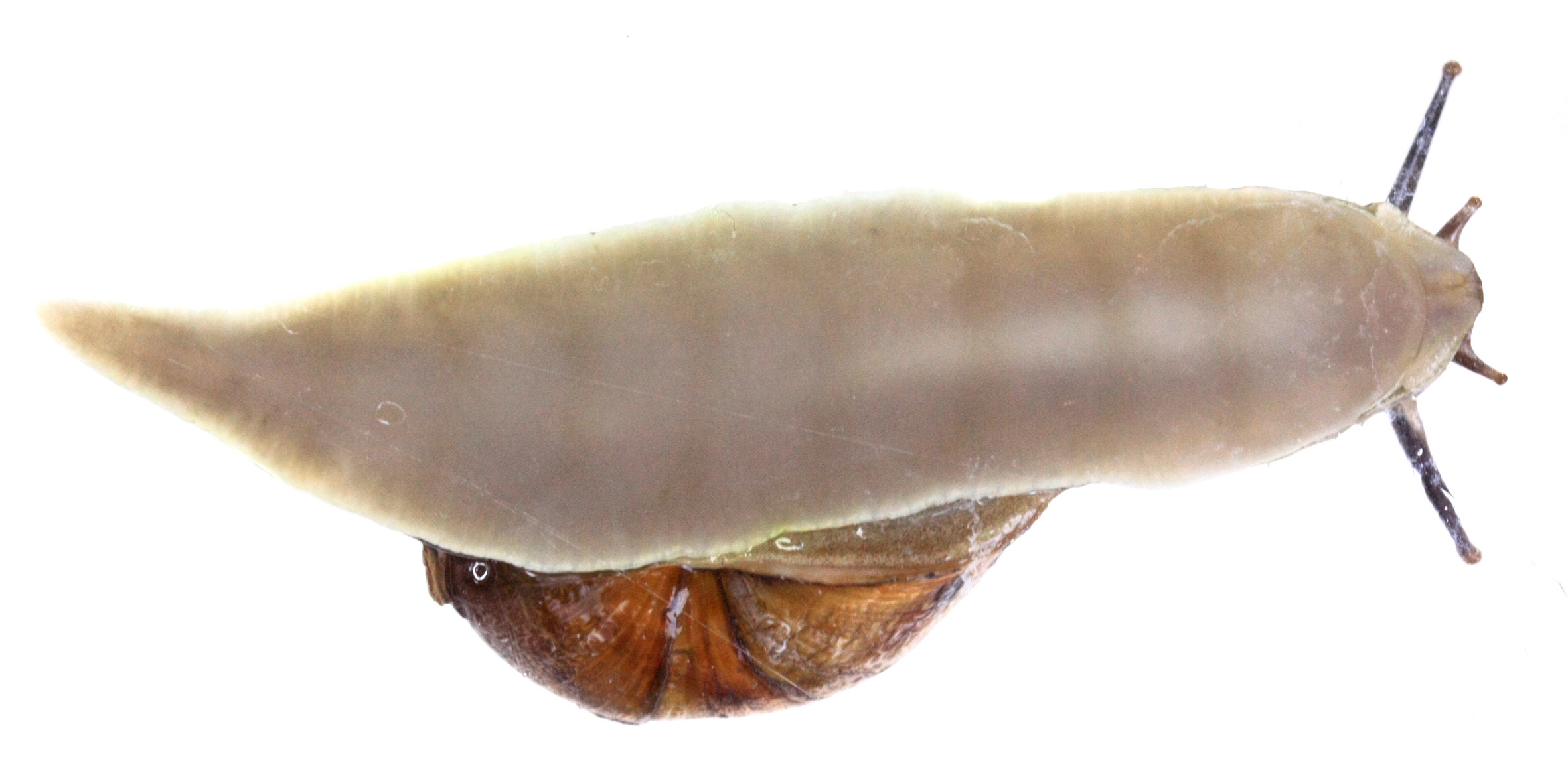 Εικόνα 2.6 Κοιλιακή πλευρά τού ποδιού σαλιγκαριού. Διακρίνονται τα κύματα μυϊκής συστολής καθώς το σαλιγκάρι κινείται.
