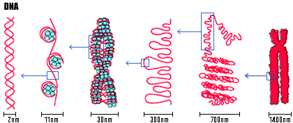 κότητας. Η εικόνα 3.9 δείχνει την σχέση μεγέθους από την αλυσίδα του DNA ως το χρωμόσωμα. Εικόνα 3.