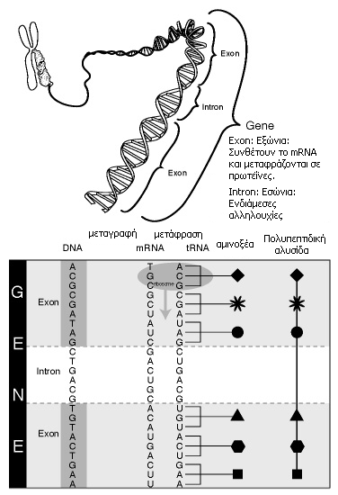 Εικόνα 3.14: Εξώνια και Εσώνια Όταν ένα γονίδιο μεταγράφεται, δημιουργείται το πρόδρομο mrna που περιέχει και εσώνια και εξώνια.