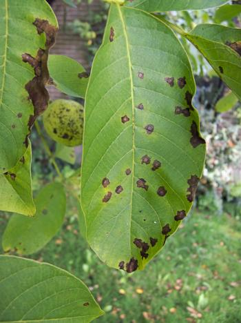 ΑΝΘΡΑΚΩΣΗ (Gnomonia leptostyla) Συμπτϊματα - Φφλλα. Καςτανόμαυρεσ πολυγωνικζσ κθλίδεσ, πιο γκρι ςτο κζντρο, με ι χωρίσ χλωρωτικι περίμετρο (εικόνα 10).