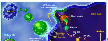 Απαραίτητη προϋπόθεση της μεταγραφής του ενσωματωμένου DA σε ιικό RA και mra, της παραγωγής πρωτεϊνών και της σύνθεσης νέων σωματιδίων του ιού (δηλαδή πολλαπλασιασμό του ιού), αποτελεί η ενεργοποίηση
