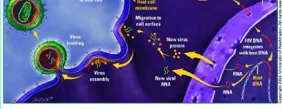 Καθώς οι πρωτεΐνες του HIV συνενώνονται με τα αντίγραφα του RA νέα ιικά σωματίδια συναρμολογούνται.