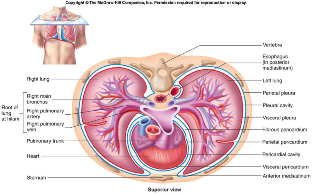 Οι πνευμονικές αρτηρίες ξεκινούν από τη δεξιά κοιλία της καρδιάς, ακολουθούν την διαδρομή των βρόγχων και των διακλαδώσεων τους και στη συνέχεια το αίμα με τις πνευμονικές φλέβες επιστρέφει στην