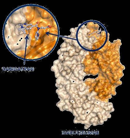 ΙDARUCIZUMAB ΕΙΔΙΚΌΣ ΓΙΑ ΤΟ DABIGATRAN ΠΑΡΆΓΟΝΤΑΣ ΑΝΑΣΤΡΟΦΉΣ Ανθρωποποιημένο Fab τμήμα 300 φορές ισχυρότερη συνδετική ικανότητα με