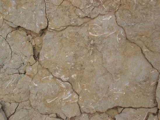 The western part of the sub-basin is bounded by ophiolites and Cretaceous limestones; at Vassiliki village area; carbonatic breccias