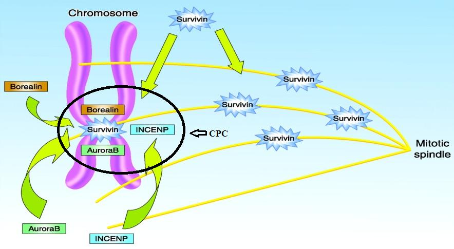 Εικόνα 17:Ρόλος της σαρβαβίνης στη μίτωση.τροποποίηση Alain C.et al, (Clin Cancer Res 2008;14:5000-5005.), Survivin: Key Regulator of Mitosis and Apoptosis and Novel Target for Cancer Therapeutics.