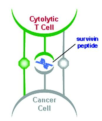 αναγνώριση από κυτοτοξικά Τ λεμφοκύτταρα, καρκινοειδικών επιτόπων σαρβαβίνης, που εκφράζουν καρκινικά κύτταρα με σκοπό της καταστροφή τους (66)[Εικόνα 19,(90)].
