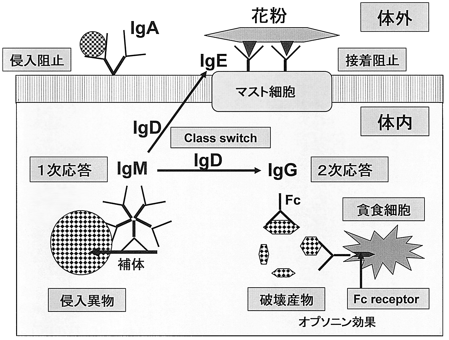 H Takahashi : A New Aspect for the Pathogenesis of AIDS Establishment ῑ + ¼"O Oc9#f MHC ῌMHC! "# $ CD2 % &$ CD. T '()* + K ]^ O $*G+^i6 % &$)# P j G $jd opk!& J $jd op,#f} % &$ '#f} H k J D op dok -i.