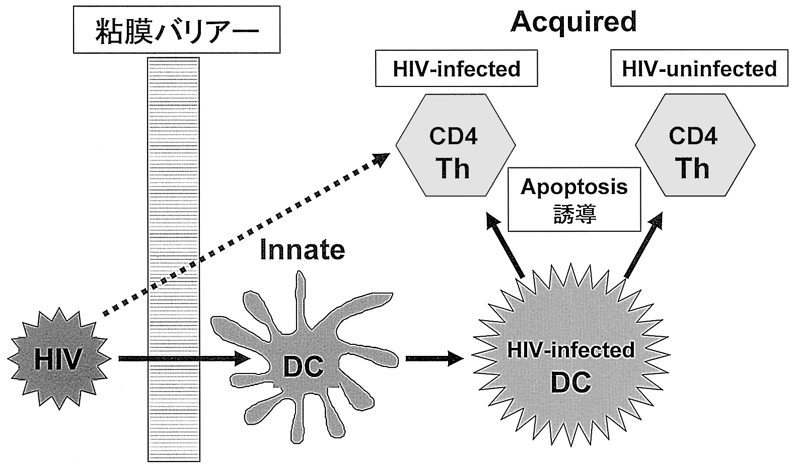The Journal of AIDS Research Vol. 0 No.,,**.. HIV CD. T. T AIDS HIV CD. T CD. T AIDS HARRT CD. CD. AIDS HIV HIV DC DC HIV HIV DC HAART.