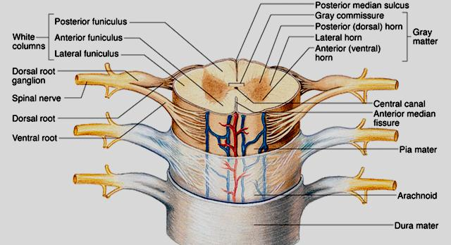 Gray Matter and Spinal Roots Σα ζώκαηα ησλ αηζζεηηθώλ λεπξώλσλ