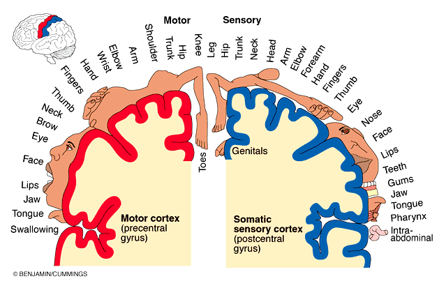 Motor and