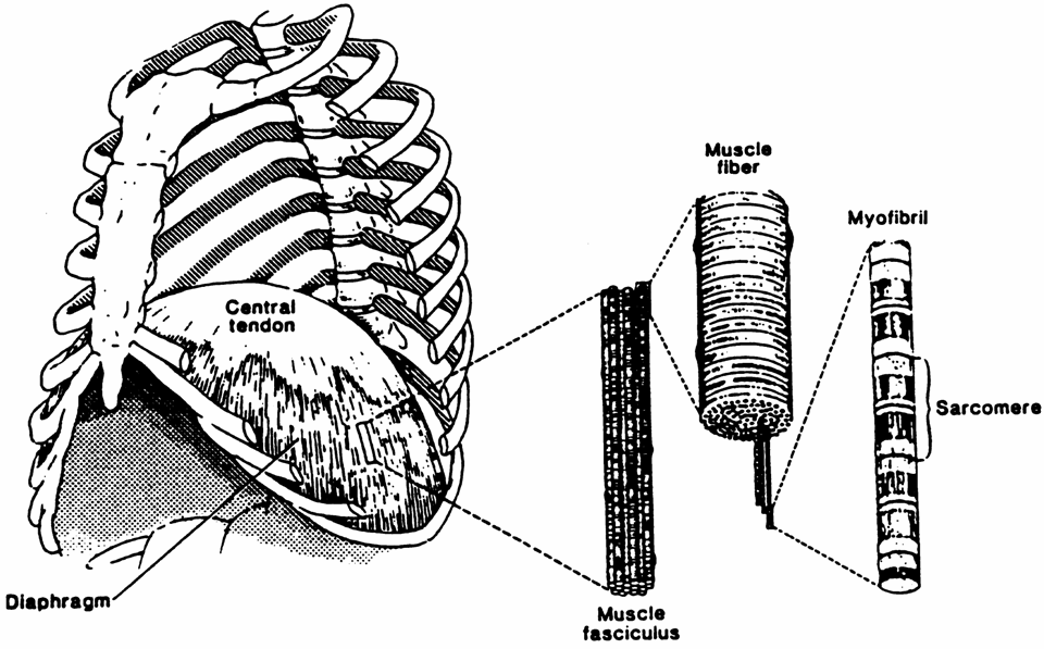 HUMAN DIAPHRAGM