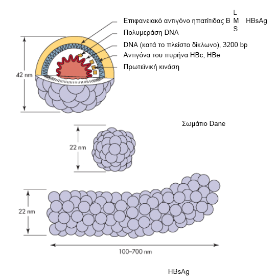 Δομή του ιού Ο ιός της ηπατίτιδας Β (HBV) είναι ένας πολύ μικρός σφαιρικός ιός με διάμετρο μόλις 42-47 nm (εικόνα 2).
