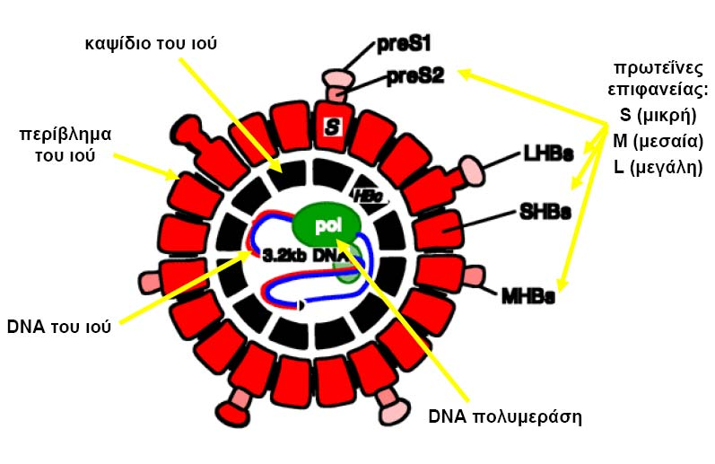 Εικόνα 3. Δομή του ιού της ηπατίτιδας Β (HBV) (τροποποίηση από www.medscape.