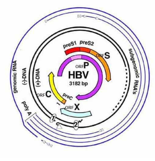 Εικόνα 4. Οργάνωση του γονιδιώματος του ιού της ηπατίτιδας Β.