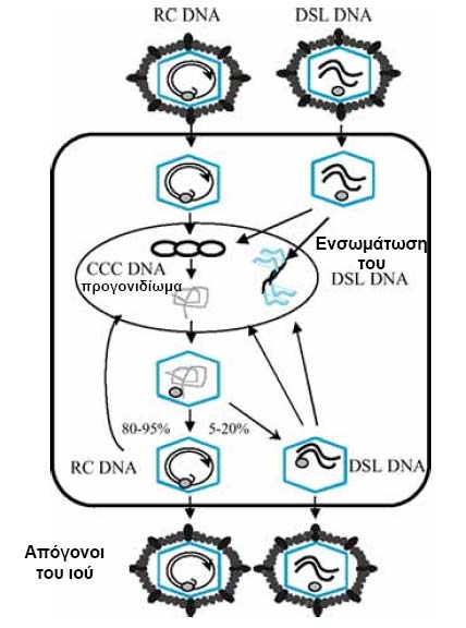 Tο ccc DNA αποτελεί το εκμαγείο για τη μεταγραφή του ιικού γονιδιώματος, και τη μεταγραφή του ιικού RNA.