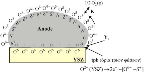 29(α)) λόγω της αύξησης του πληθυσµού των ιόντων οξυγόνου Ο δ- (σύµφωνα µε το φαινόµενο της ηλεκτροχηµικής ενίσχυσης όπου τα ιόντα οξυγόνου Ο 2- του στερεού ηλεκτρολύτη YSZ µεταναστεύουν στη