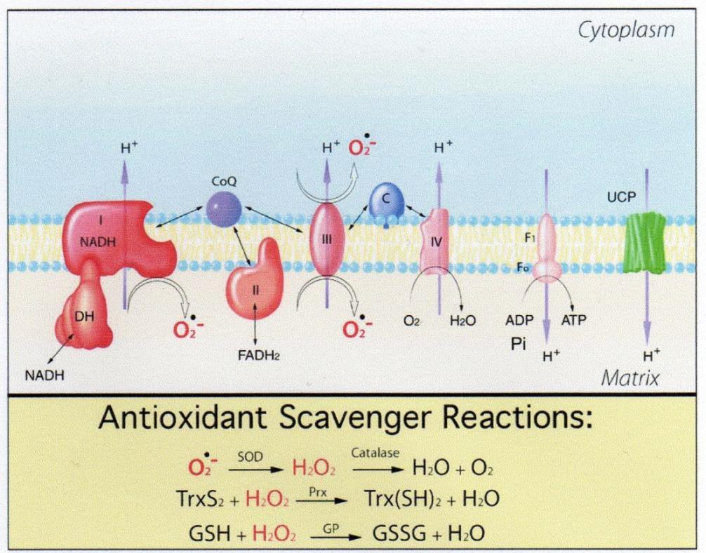 ΤHE ANTIOXIDANT HYPOTHESIS