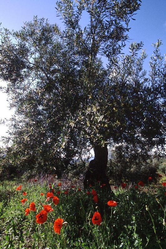 ΑΡΙΣΤΟΤΕΛΕΙΟ ΠΑΝΕΠΙΣΤΗΜΙΟ ΘΕΣΣΑΛΟΝΙΚΗΣ ΤΜΗΜΑ ΧΗΜΕΙΑΣ ΕΡΓΑΣΤΗΡΙΟ ΧΗΜΕΙΑΣ ΚΑΙ ΤΕΧΝΟΛΟΓΙΑΣ ΤΡΟΦΙΜΩΝ ΕΠΙΔΡΑΣΗ ΤΟΥ ΒΑΘΜΟΥ ΩΡΙΜΑΝΣΗΣ ΤΩΝ ΚΑΡΠΩΝ ΕΛΙΑΣ ΤΗΣ