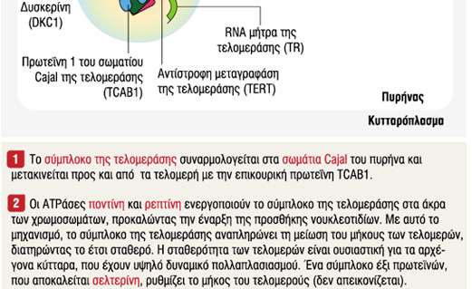 κύτταρα έχουν απεριόριστη διάρκεια ζωής Τα τελοµερή είναι υπεύθυνα για