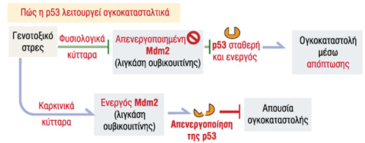 Επάγει την απόπτωση