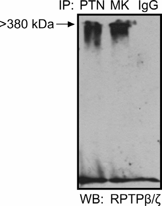 Αποτελέσματα Εικόνα Α10: Αλληλεπίδραση ανάμεσα στην πλειοτροπίνη, τη midkine και τον RPTPβ/ζ στο πρωτεϊνικό εκχύλισμα των ενδοθηλιακών κυττάρων HUVEC.
