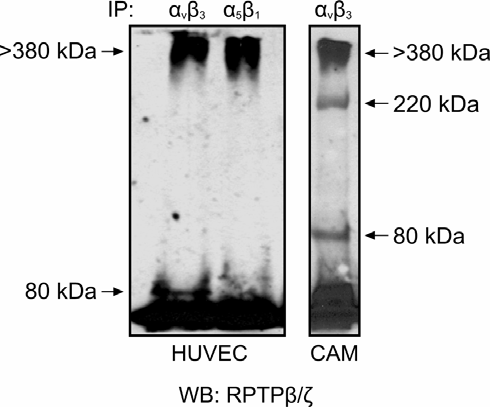 Αποτελέσματα Εικόνα Α18: Μελέτη της αλληλεπίδρασης ανάμεσα στις ιντεγκρίνες α ν β 3, α 5 β 1 και τον RPTPβ/ζ στο πρωτεϊνικό εκχύλισμα των ενδοθηλιακών κυττάρων HUVEC και στο ομογενοποίημα της