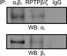 Για να επιβεβαιωθεί η αλληλεπίδραση της ιντεγκρίνης α ν β 3 με τον υποδοχέα RPTPβ/ζ πραγματοποιήθηκε η αντίστροφη διαδικασία: Στο εκχύλισμα των ενδοθηλιακών κυττάρων HUVEC πραγματοποιήθηκε