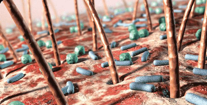 Φυςιολογικι χλωρίδα Μικροοργανιςμοί ςτισ επιφάνειεσ βλεννογόνων, δζρματοσ και ανοικτϊν κοιλοτιτων, οι οποίοι ςυμβιϊνουν με τον οργανιςμό Η ςφνκεςι τθσ εξαρτάται