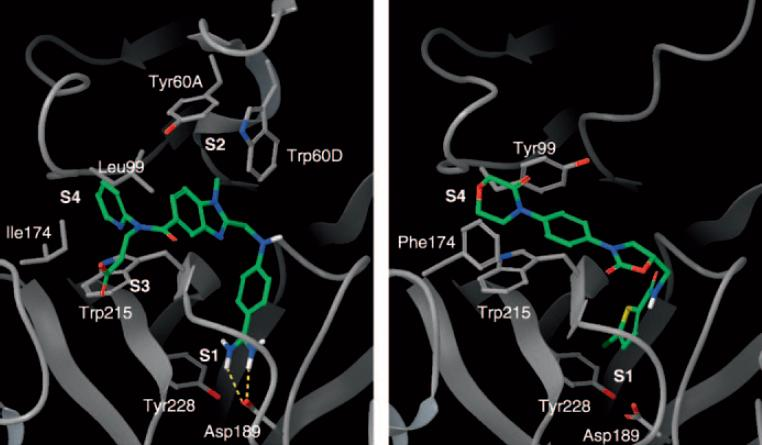Binding of Dabigatran and Rivaroxaban to thrombin and Fa