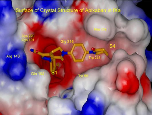Binding mode of apixaban Wong PC, et al.
