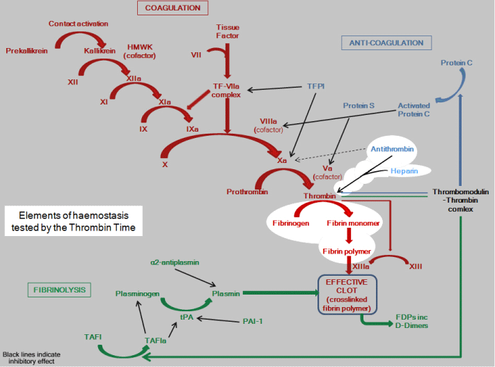 Thrombin