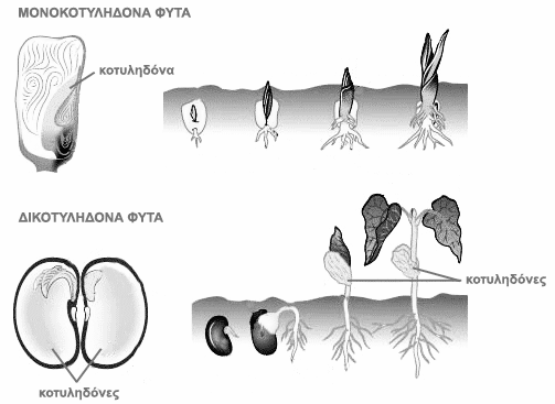 ΜΟΡΦΟΛΟΓΙΑ & ΦΥΣΙΟΛΟΓΙΑ ΦΥΤΩΝ ΣΗΜΕΙΩΣΗ: Προτείνεται οι ομάδες να προχωρήσουν σε καταμερισμό των εργασιών των 2 τμημάτων (Α και Β) του παρόντος φύλλου εργασίας για εξοικονόμηση χρόνου. Α.