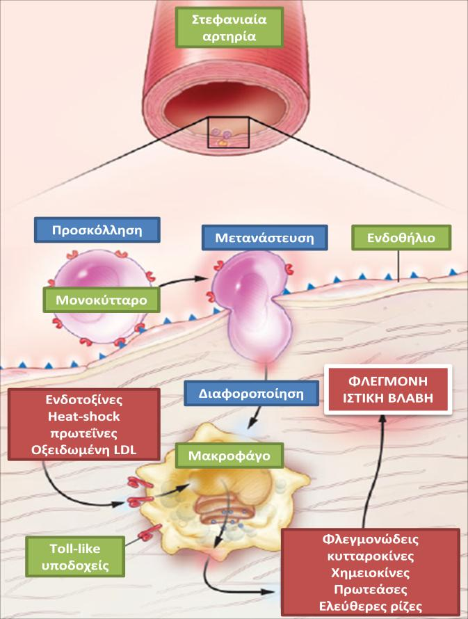 οδηγεί στην παραγωγή κυτταροκινών και άλλων μορίων που συμμετέχουν στη φλεγμονή 7. Εικόνα 2.