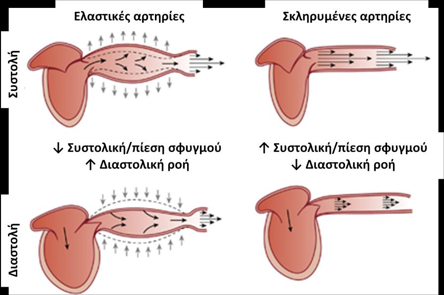 πάροδος της ηλικίας, καθώς και μηχανικοί (αρτηριακή υπέρταση) και χημικοί (σακχαρώδης διαβήτης, φλεγμονή) παράγοντες προκαλούν βλάβη του αγγειακού τοιχώματος και συντελούν στην αρτηριακή σκλήρυνση.