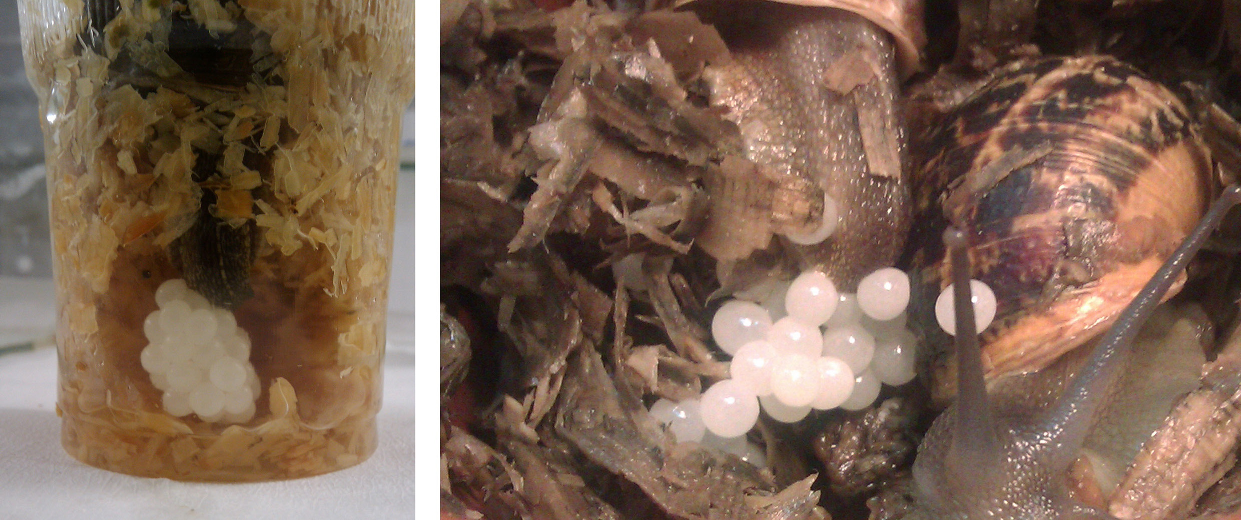 σαλιγκάρια της οικογένειας Helicidae, όπως το Helix pomatia ή το Helix lucorum, οι τρύπες στις οποίες αποθέτουν τα αυγά τους φθάνουν σε βάθος 3-5 cm.