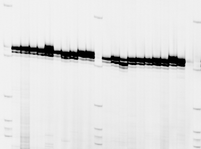 67 Εικόνα Γ.1.3: Χαρακτηριστικά πρότυπα γενοτύπων του μικροδορυφορικού τόπου MCW146. Εικόνα Γ.1.4: Χαρακτηριστικά πρότυπα γενοτύπων του μικροδορυφορικού τόπου MCW199.
