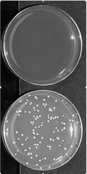 σε θρεπτικό υλικό PDA Brettanomyces