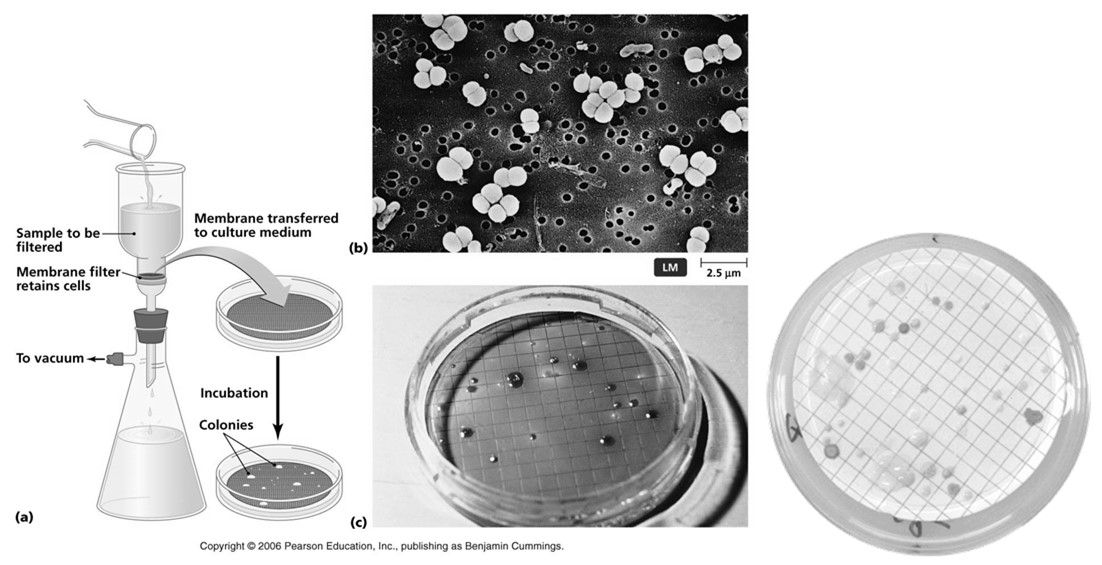 Καταμέτρηση μικροοργανισμών σε θρεπτικό υλικό Όταν αναμένονται τα βακτήρια σε χα