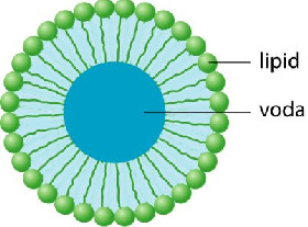 lipidno-proteinske strukture: biološke membrane i plazma lipoproteini Biološke membrane a)