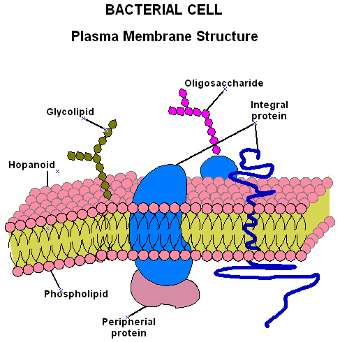 Sve biološke membrane sadrže integralne proteine Integralni proteini se ili nalaze na jednoj strani membrane ili su postavljeni tako da prolaze kroz membranu (transmembranski proteini) Biološke