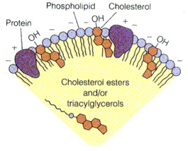 Plazma lipoproteini acilglicerol + estar