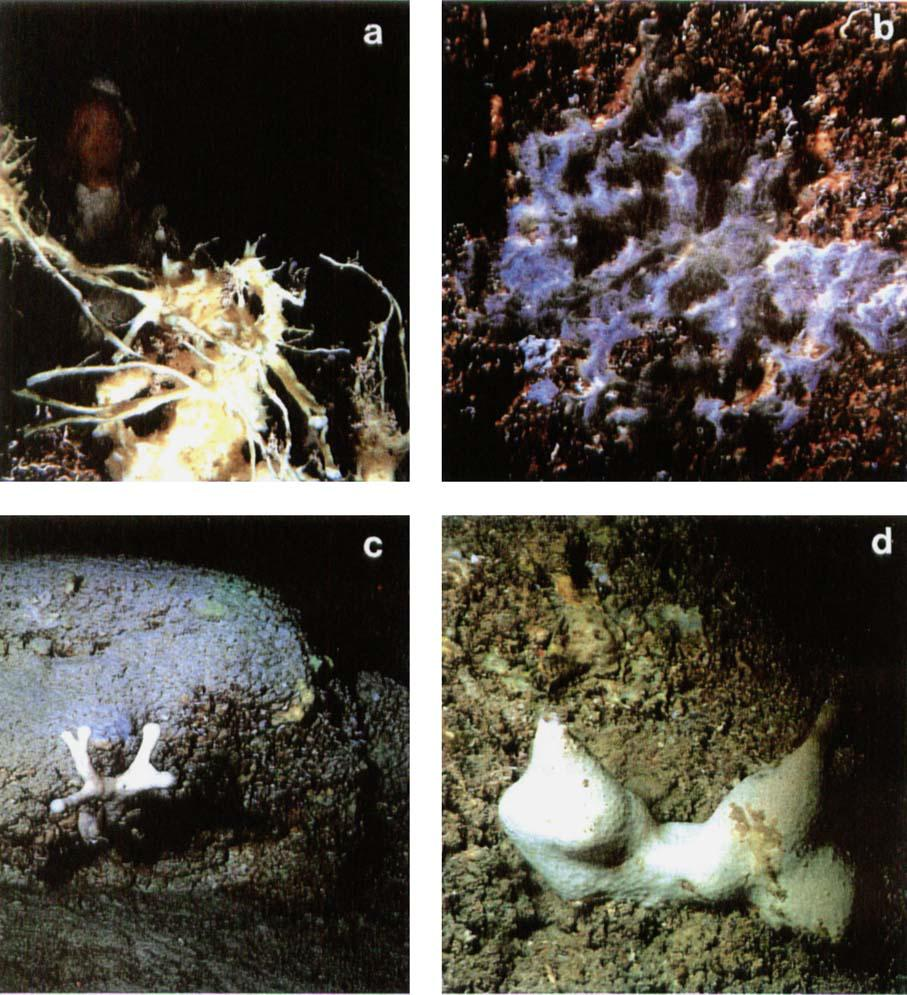 Εικόνα 5. Παραδείγματα προσαρμογής των σπόγγων στις περιβαλλοντικές συνθήκες των σπηλαίων: a. Αναρριχόμενα εκβλαστήματα (Rhabderemia minutula και Haliclona mucosa) b.