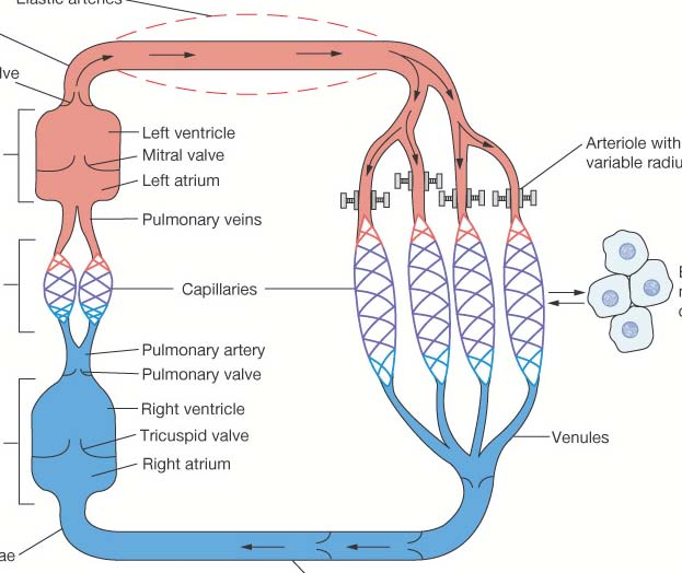 Krvni sudovi - uloge elastične arterije Aortna valvula Levo srce Levi ventrikul mitralna valvula Levi atrijum plućne vene Arteriole kontrola protoka i pritiska Pluća Desno srce Kapilari