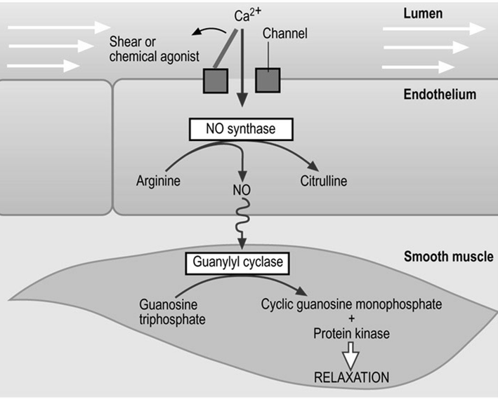 Mehanizam delovanja NO Mehaničko oštećenje ili hemijski agonist Ca2+ kanal lumen NO bazalni tonus krvnih sudova.