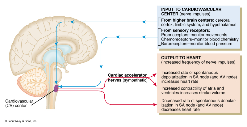 Nervna regulacija TA Aferentni impulsi u KVC: Iz viših centara: korteks, limbički sistem, hipotalamus Iz receptora: proprioreceptora, hemoreceptora, baroreceptora Eferentna vlakna ka srcu: