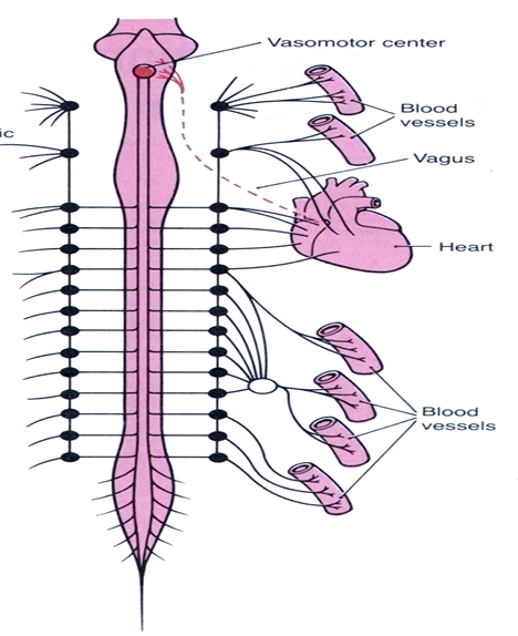 Autonomni nervni sistem