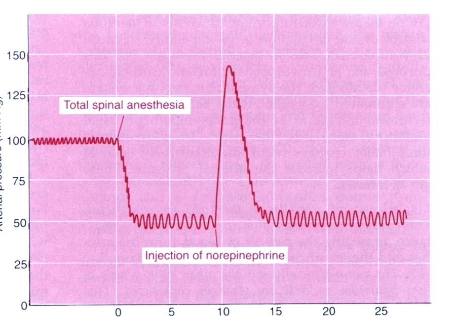 SY noradrenergička (Nor) vlakna kontrolišu kontrakciju glatkih mišića arterija, arteriola i vena Arterijski krvni pritisak (mm Hg) Totalna spinalna anestezija α1 vazokonstrikcija β2 vazodilatacija