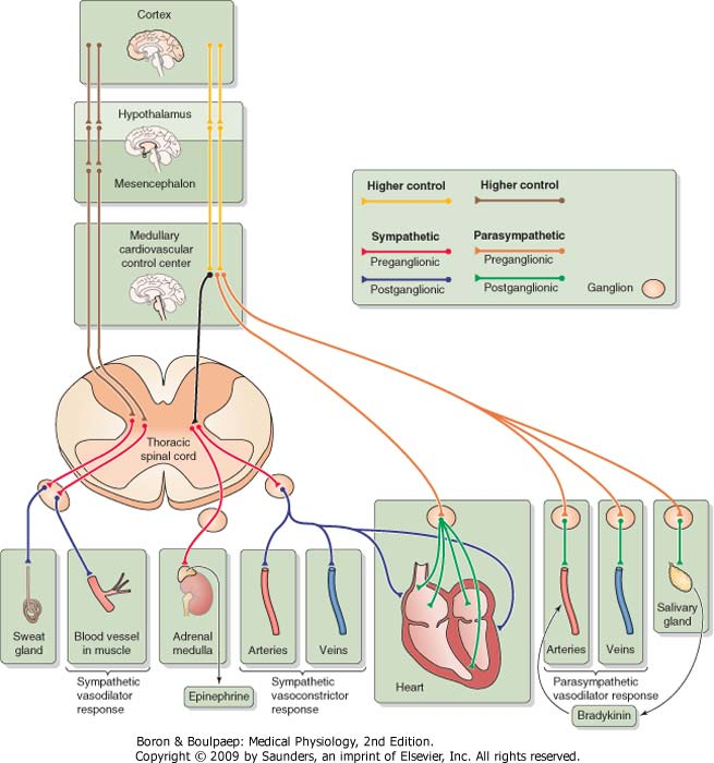 KORTEKS HIPOTALAMUS Autonomna kontrola kardiovaskularnog sistema MEZENCEFALON SY noradrenergička (Nor) - α1 vazokonstrikcija; β2 vazodilatacija (koronarni krvni sudovi, skeletni mišići.